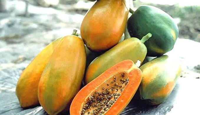 পাকা পেঁপে ফল ও এর স্বাস্থ্য উপকারিতা